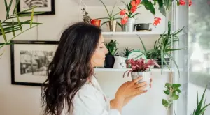 Кое е идеалното домашно растение за всяка зодия