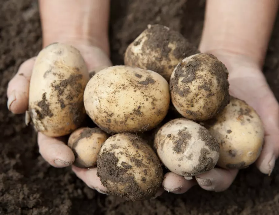 Наближава времето за засаждане на ранни картофи. Вижте как може да подобрите реколтата