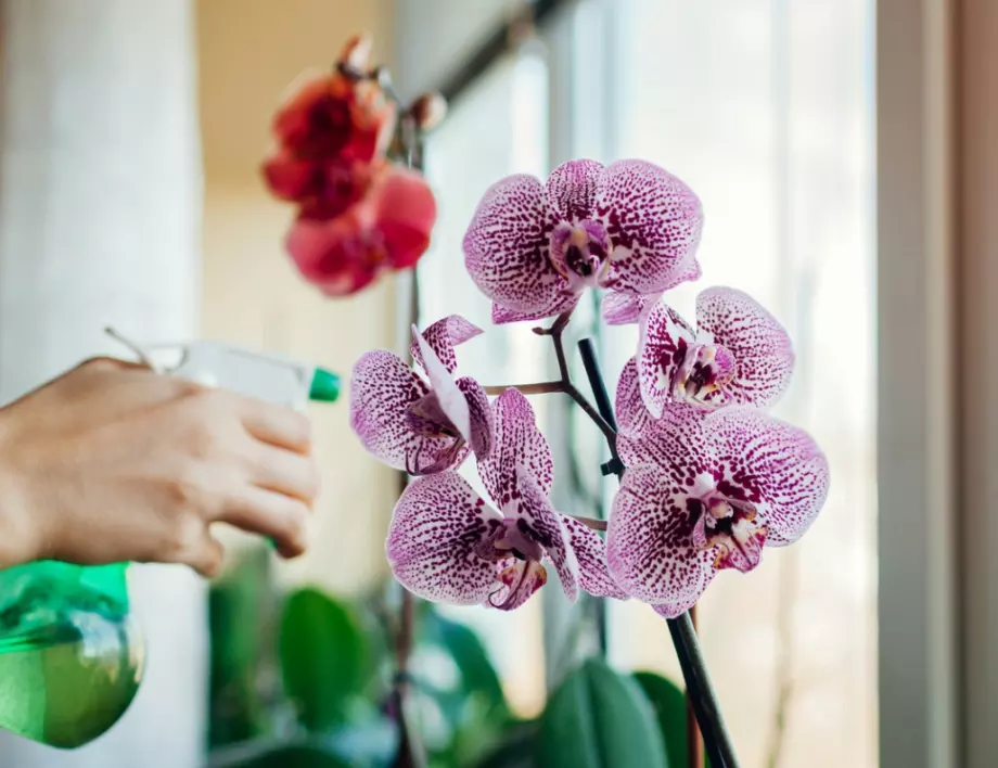 Знаете ли как да поливате орхидеята правилно през зимата?