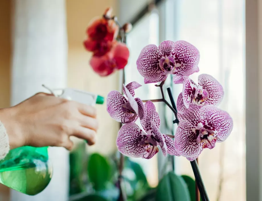 Ето как цветарите карат орхидеите да цъфтят често