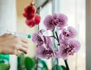 За да цъфтят и не измръзват орхидеите през зимата, поливайте ги по този начин 