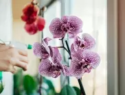 Защо мъдрите домакини вече не отглеждат орхидея в дома си?