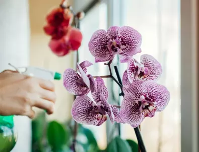 Това е тайната на опитните цветари за пищен цъфтеж на орхидеята