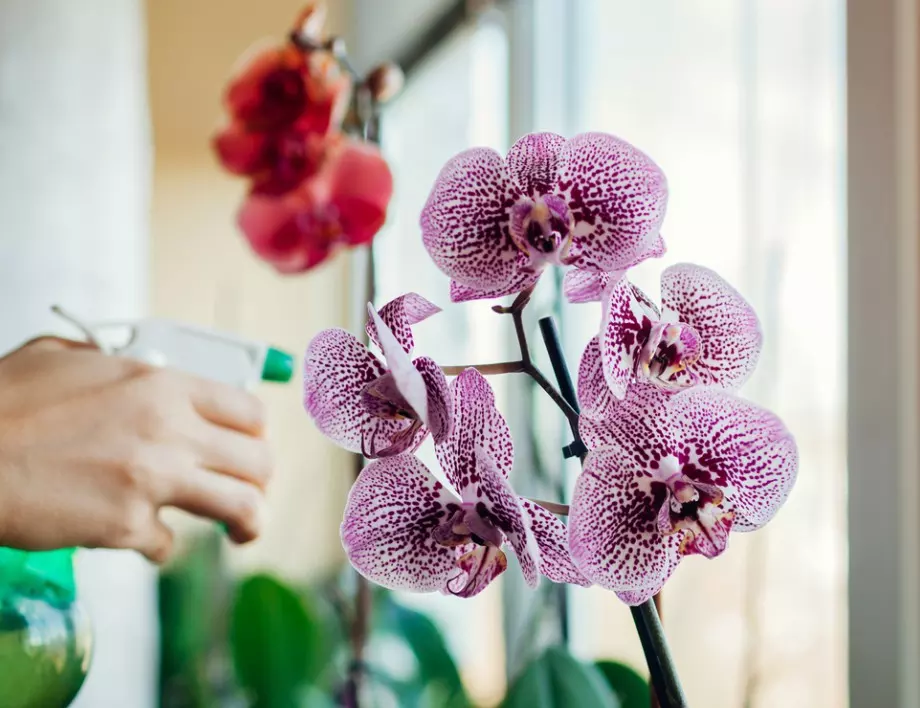 Ако искате да удължите цъфтежа на орхидеята с няколко месеца, просто направете това