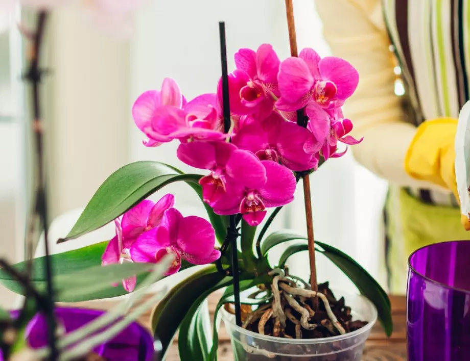 Ако спазвате ТОВА, орхидеята ще полудее от цъфтеж