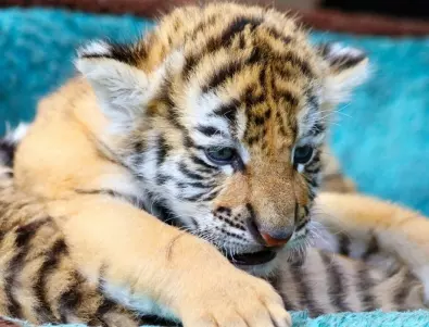 В Никарагуа се роди бебе от застрашения вид бенгалски тигър (ВИДЕО)