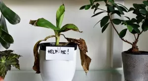 Защо стайните растения в магазина цъфтят великолепно, а у дома умират