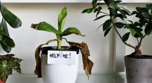 Стресираните растения всъщност "крещят" 