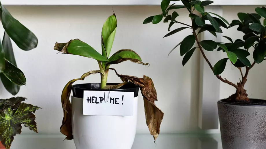 Стресираните растения всъщност "крещят" 