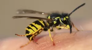 Ако ви ужили оса, стършел или пчела, направете това