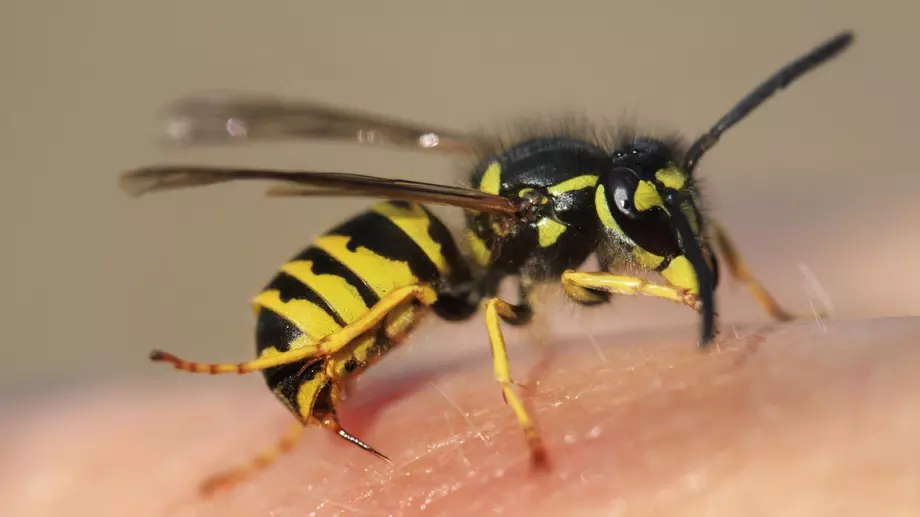 Ако ви ужили оса, стършел или пчела, направете това