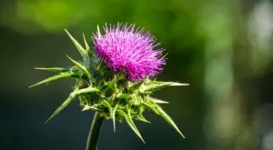 Топ 5 причини да започнете да приемате билката бял трън още сега