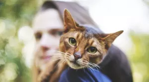 Котките крият в себе си 7 самоличности  