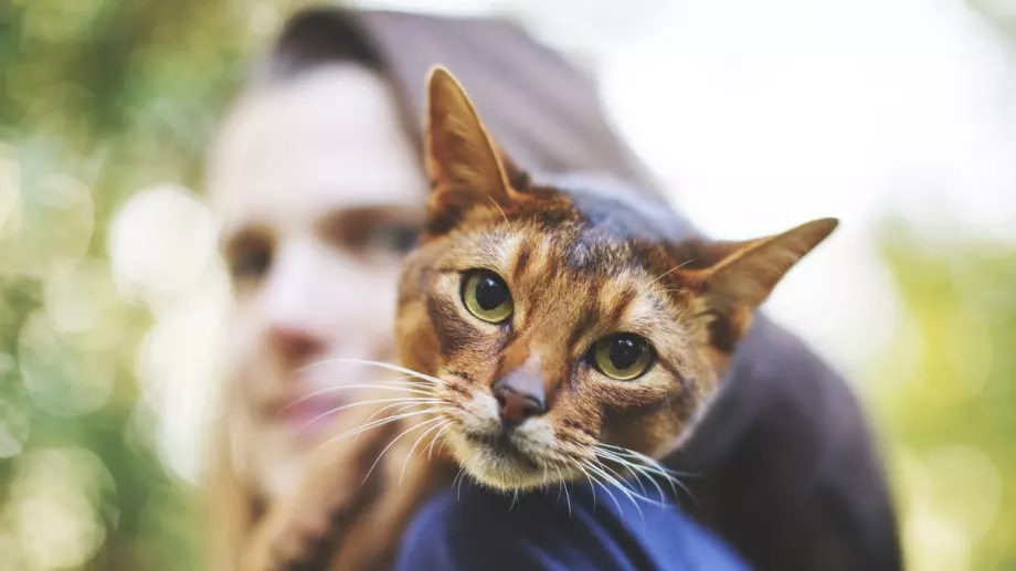 Ето защо не трябва да се взирате в очите на котка