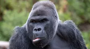 ДНК пробив: Установиха защо хората и големите маймуни нямат опашки 