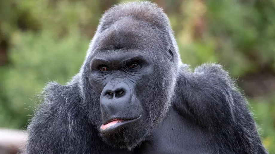 ДНК пробив: Установиха защо хората и големите маймуни нямат опашки 