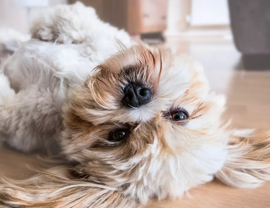 Как да премахнем миризмата от урина на куче или котка?