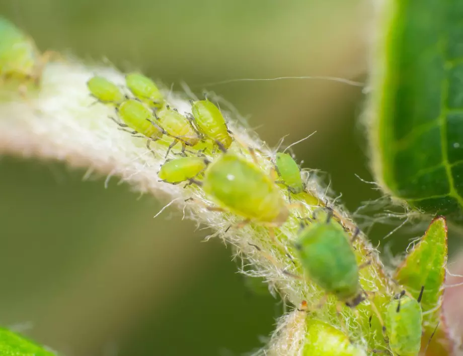 Най-лесния начин да се отървете от листните въшки е с ПОРТОКАЛ