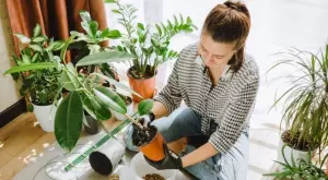 Растения за дома, които могат да се отглеждат дори на тъмно