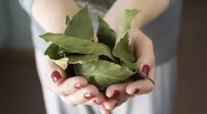 Ползите и вредите от дафиновия лист, за които дори не подозирате