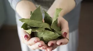 Само с помощта на дафинов лист може да привлечете късмета в живота си