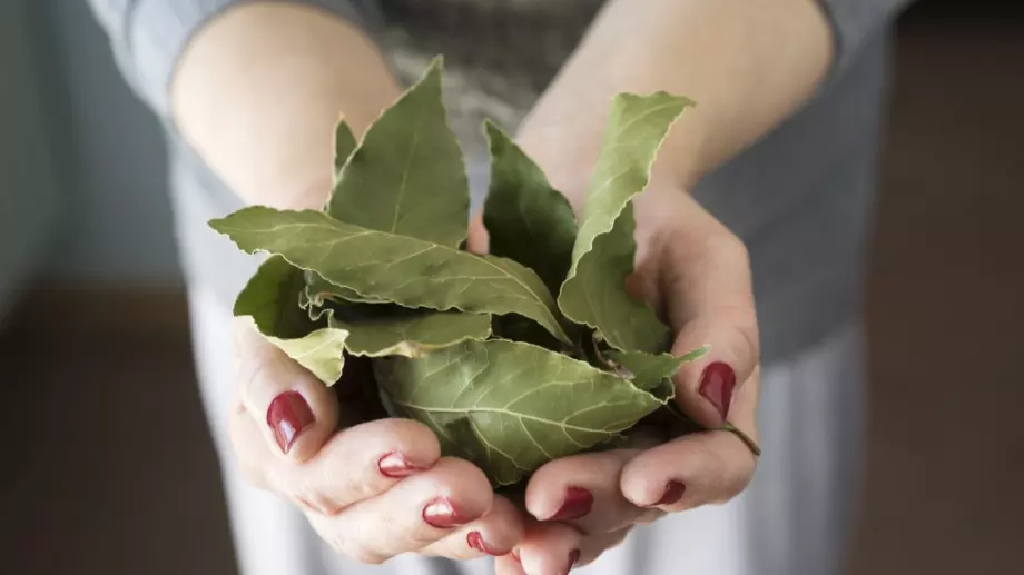 Само с помощта на дафинов лист може да привлечете късмета в живота си