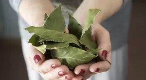 Какво се случва, ако всяка вечер горите по 1 дафинов лист