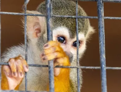 Ударно поставяне на Covid ваксини и на животните в зоопарковете в САЩ