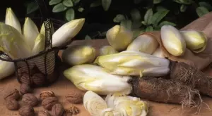 Какво е цикория и как да я ядете