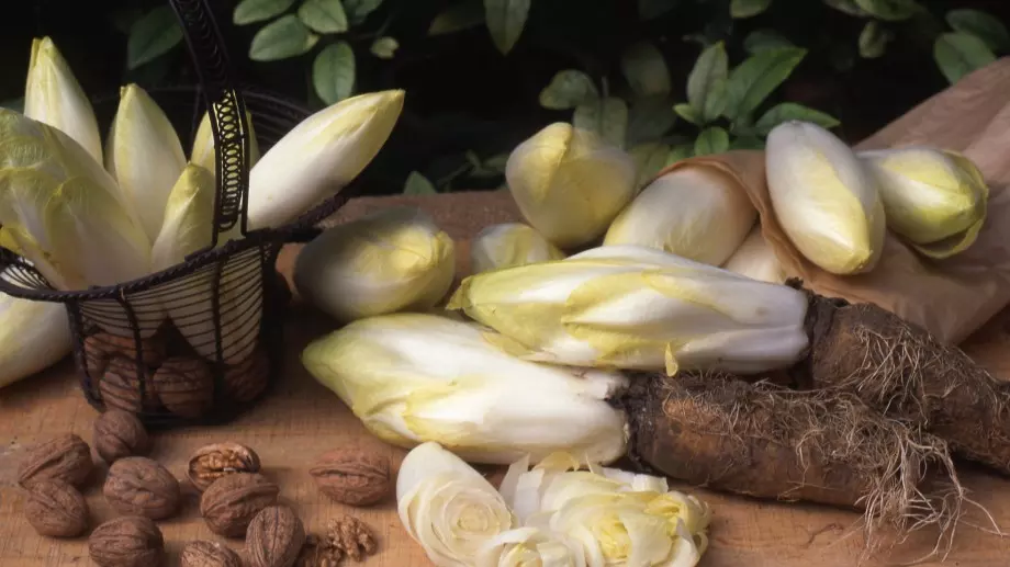 Какво е цикория и как да я ядете