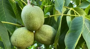 Чай от орехови листа: 4 ползи, които ще променят живота ви