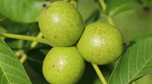 Полезните свойства на зелените орехчета