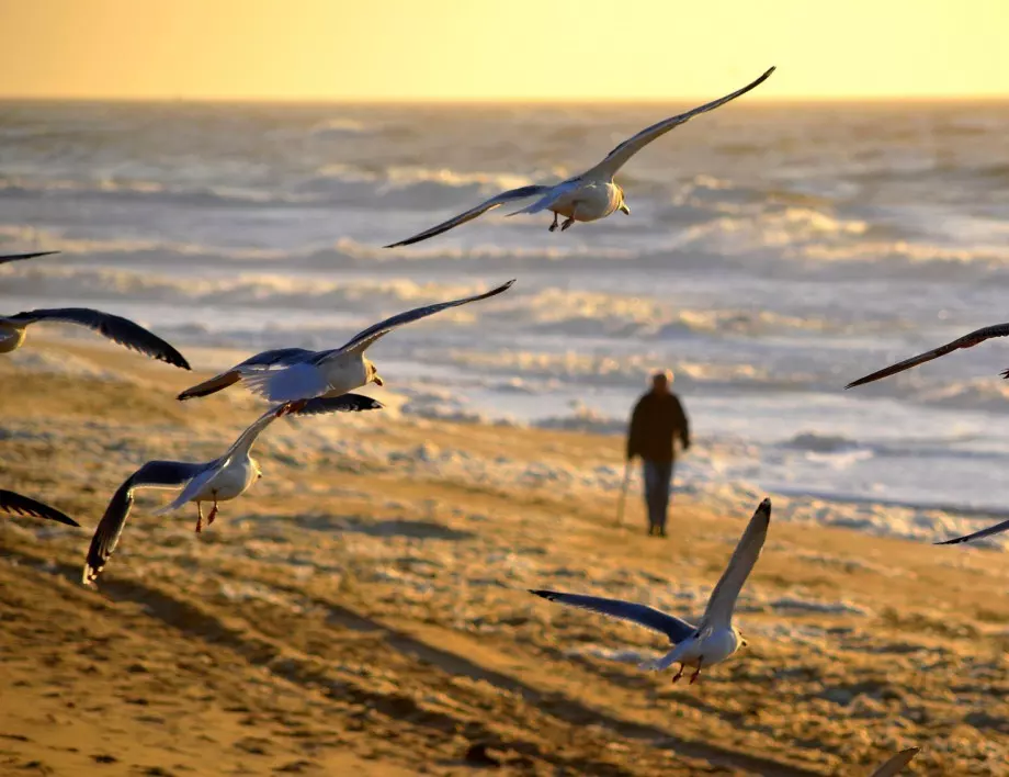 Как да изгоним гларусите от покрива?