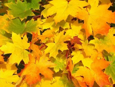 Глобалното затопляне ни отне и топлите есенни цветове на дърветата