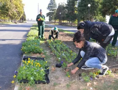 Стартира кампанията по засаждане на есенните цветя във Видин