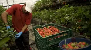 Сезонните работници сами ще си плащат здравните осигуровки