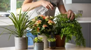 5 скрити причини защо растенията ви не виреят 