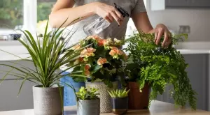 4 храни, от които всички цветя цъфтят и не гният