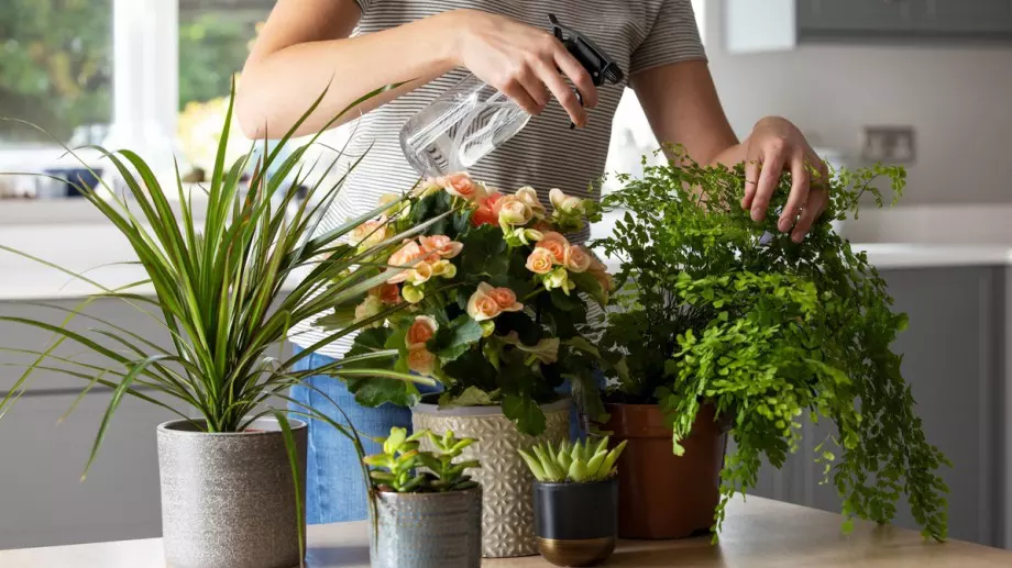 4 храни, от които всички цветя цъфтят и не гният