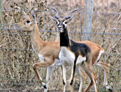 Бургаският зоопарк се похвали с нови обитатели