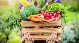 Опитните градинари правят това и зеленчуците им никога не са горчиви