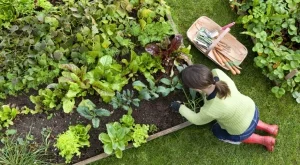 Растенията, които да засаждате едно до друго, защото си помагат