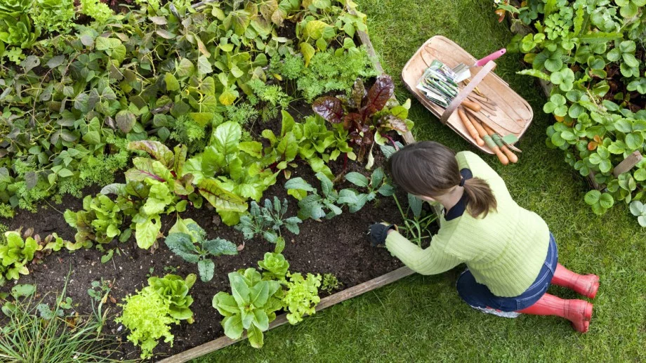 Растенията, които да засаждате едно до друго, защото си помагат