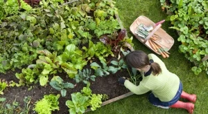 Плодовете и зеленчуците, които НЕ трябва да засаждате в близост