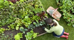 Опитните градинари използват това хапче от аптеката, за да се справят с куп проблеми 