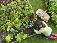 5 растения, които задължително трябва да засадите в градината си, за да спасите реколтата от вредители