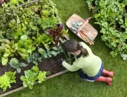Най-евтината подправка е решението на големи проблеми в градината