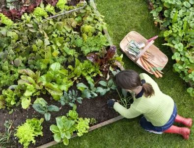Зеленчуците, които може да оставите в градината си през зимата - ще останете изненадани през пролетта
