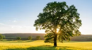 И тази година търсят най-интересните дървета в България