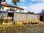 Тонове тикви заливат тротоарите на села в Димитровградско